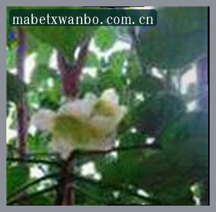 吴鹏